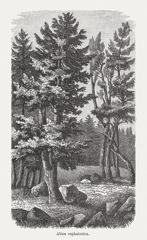 希腊冷杉(Abies cephalonica)，木刻，1893年出版